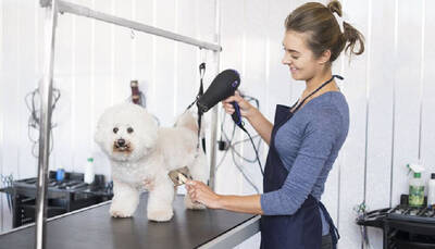 Furry Land Mobile Grooming Franchise Opportunity US