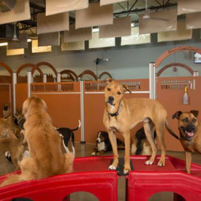 Camp Bow Wow Franchise Opportunity