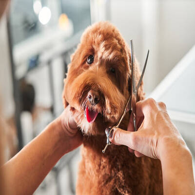 Reputable Dog Grooming Business for Sale